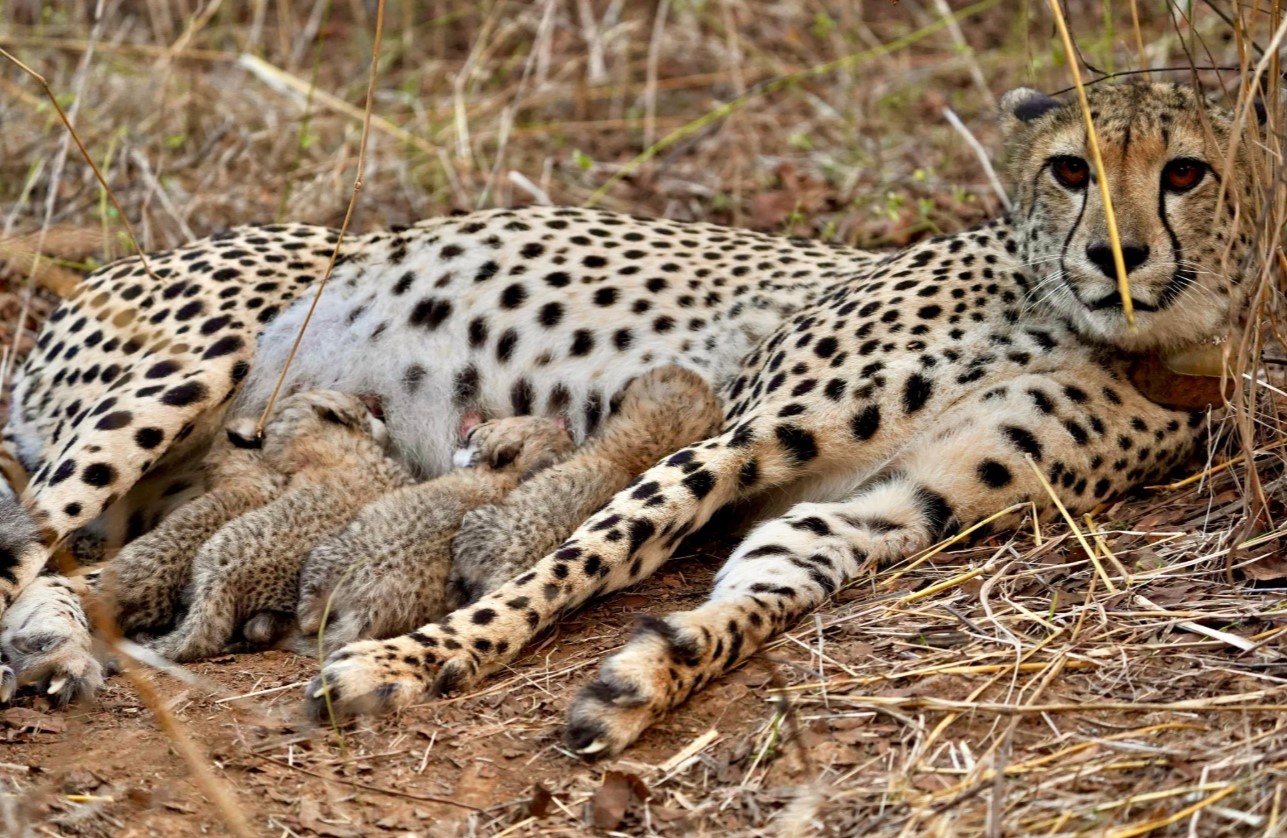 Female Cheetah Gamini Gives Birth to Fourth Cub at Kuno National Park