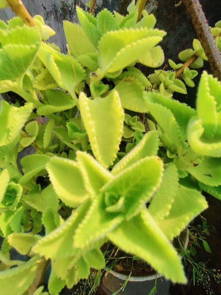 Ajwain Leaves