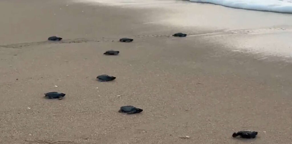 Olive Ridley Turtles Conservation Efforts in Odisha